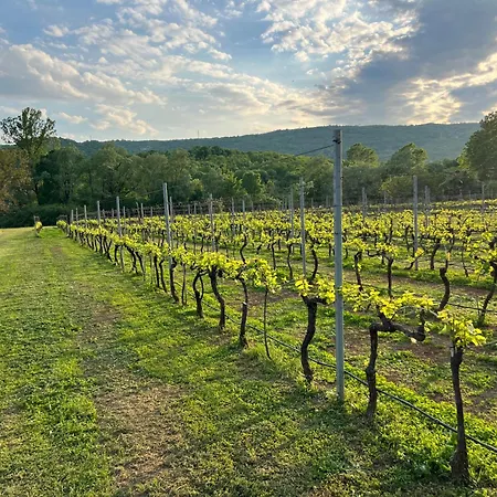 캠프장 Purple Eye Camp & Winery 포드고리차